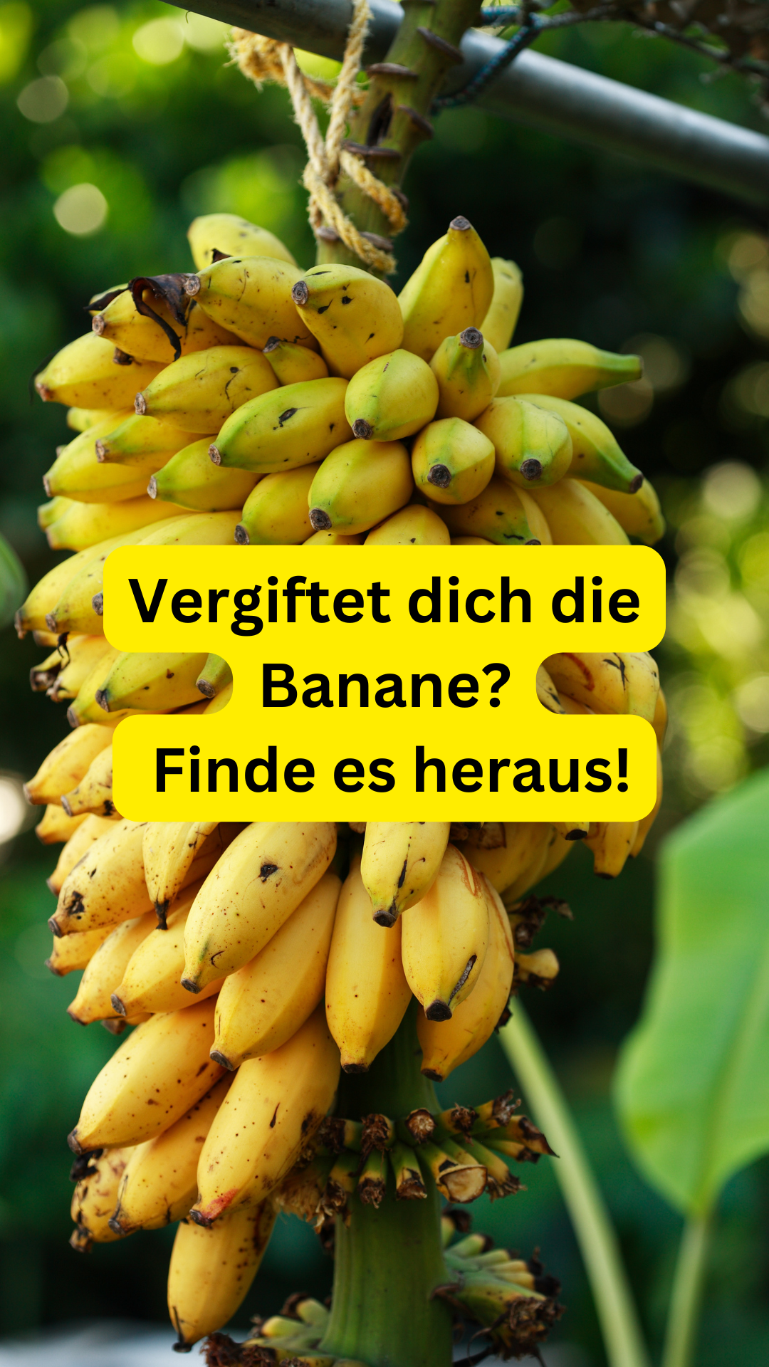 Bio-Bananen